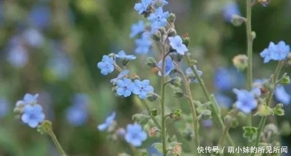 市场价|农村一种开蓝色花的野草,有驱鼠的作用,市场价高达上百元一斤!