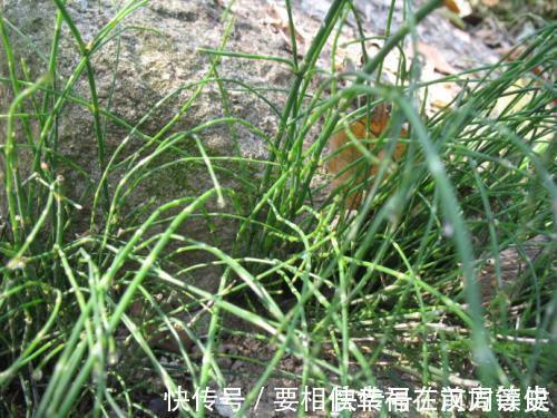 尖锐湿疣|农田里的野草,曾用来喂兔子,如今30元一斤,若你家乡有请珍惜!