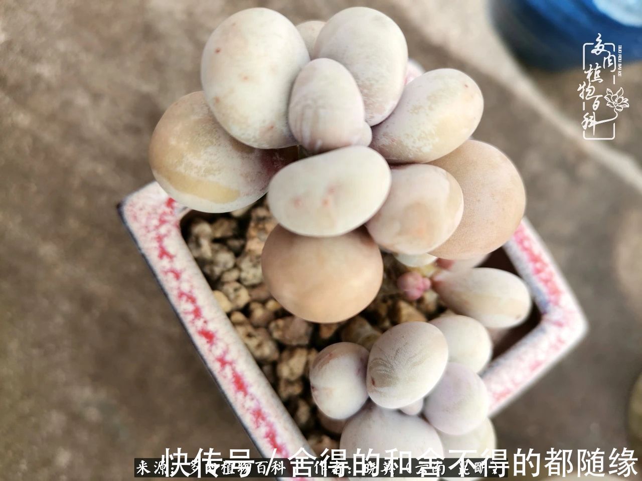 生活的本质就是爱,喜悦,和平!养多肉的快乐是金钱买不到的!