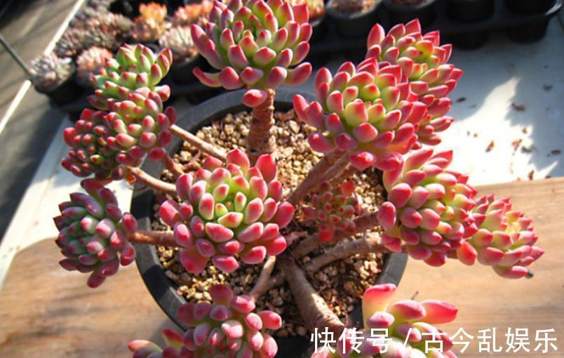 多肉蓝|秋天养多肉蓝苹果，“心狠手辣”长势好，养出极致状态美极了