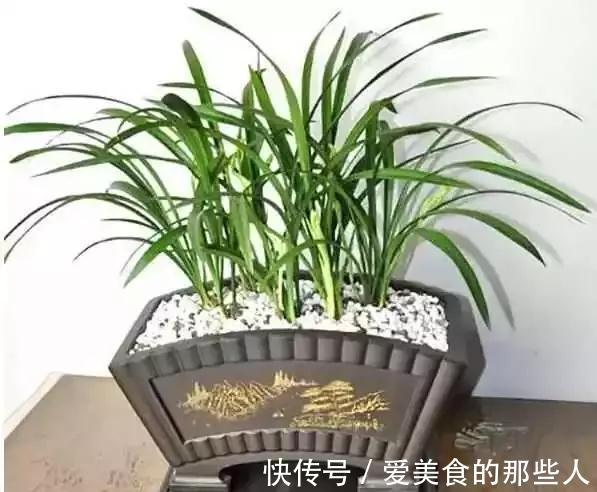 兰花种养:“两招”杜绝兰空根