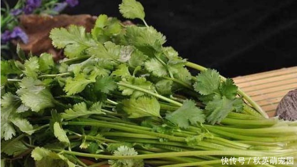 好处|香菜煮水太厉害了,坚持服用好处不请自来,给身体来个全身排毒