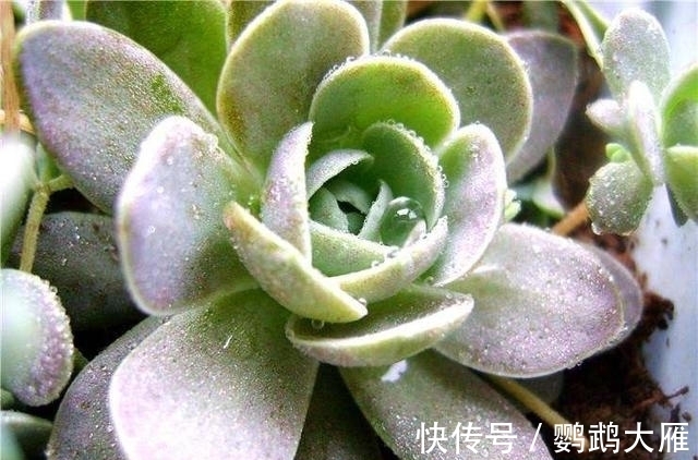 休眠|喜欢能爆一圈侧芽的多肉,就别惦记观音莲了,选2种多肉不后悔