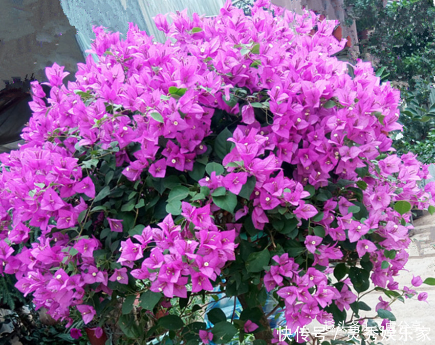 花卉|四种花是有名的开花机器，花期长，沾土就活，常年赏花又观叶