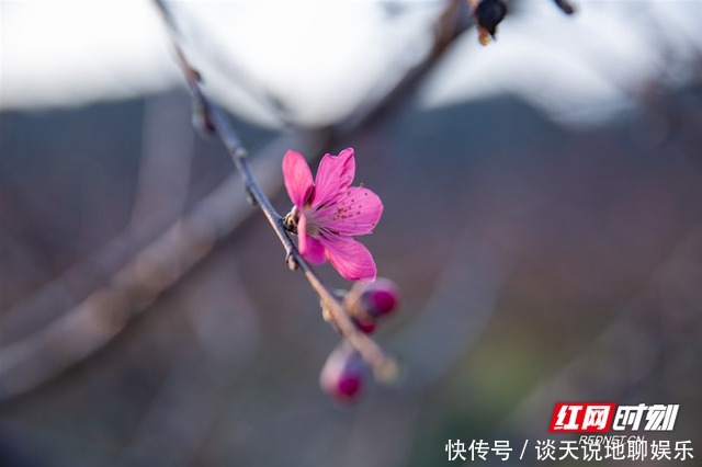 组图｜春天在沙洲的田野里