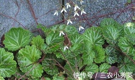 地方|农村一种长在阴湿地方的野草,很多农民不认识,晒干后40块一斤