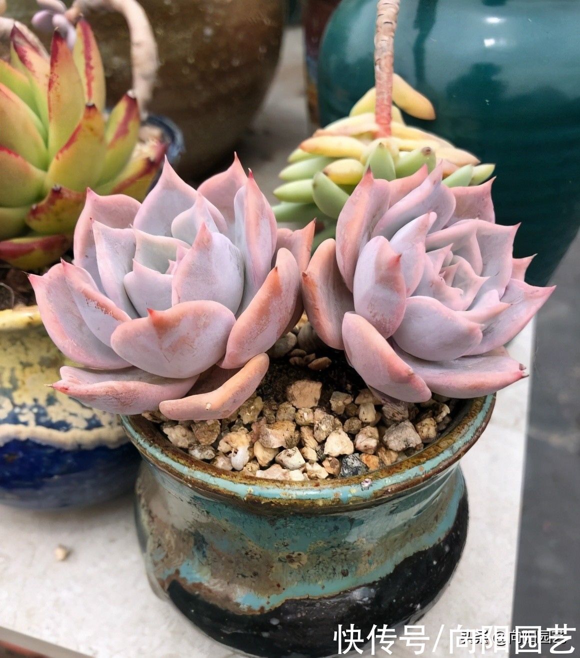 多肉|最好养的景天科多肉，种到土里不用管，毛细根蹭蹭扎到土里