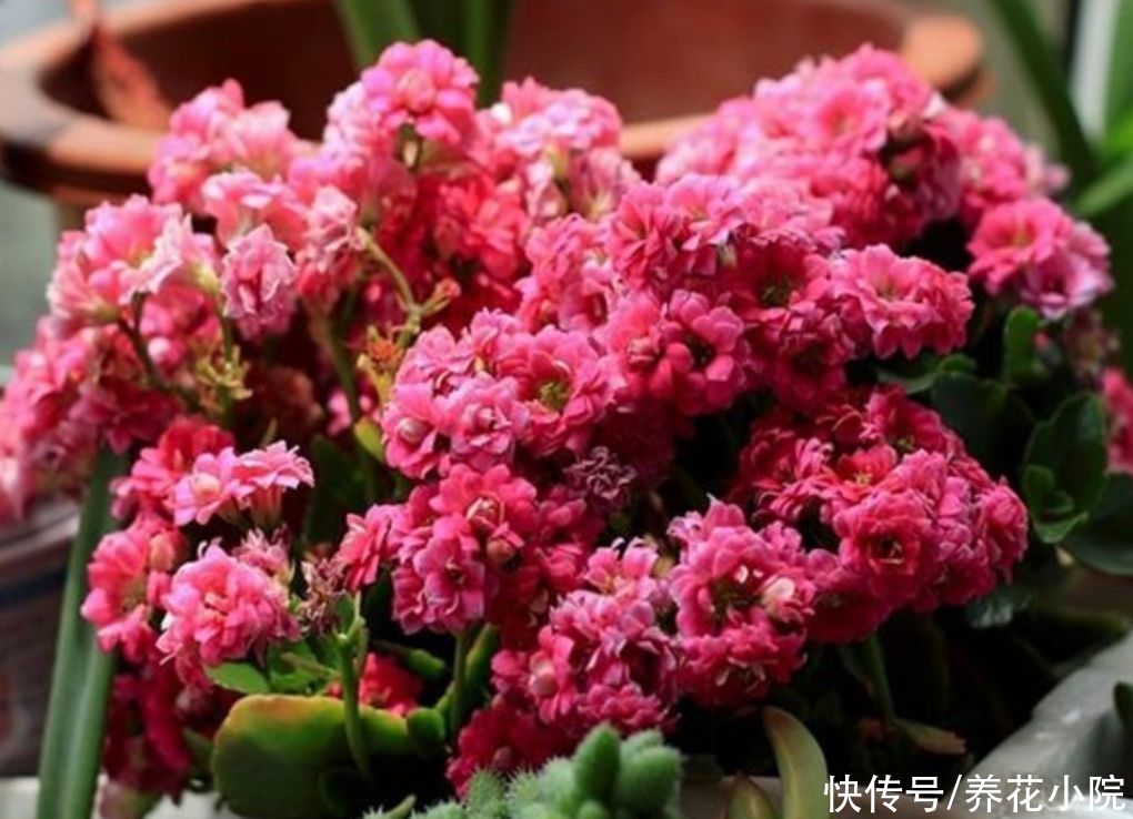 长寿花开完花，给它“剪一剪”，用上1种肥，再次长出花苞来