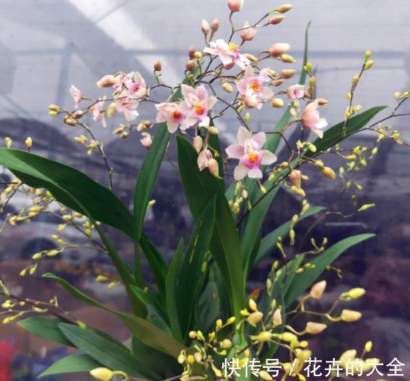 花园|秋冬就养3种花,观叶赏花美极了,轻松开出小花园,是盆栽佳品