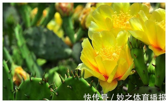 墙头|长在农村墙头的野果,酸甜可口,想吃还得看缘分,有钱也难买到