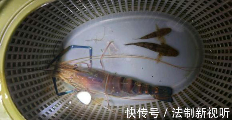 珠江|大虾入侵珠江,有人钓起一只发现满腹虾卵,这是要开始繁殖?