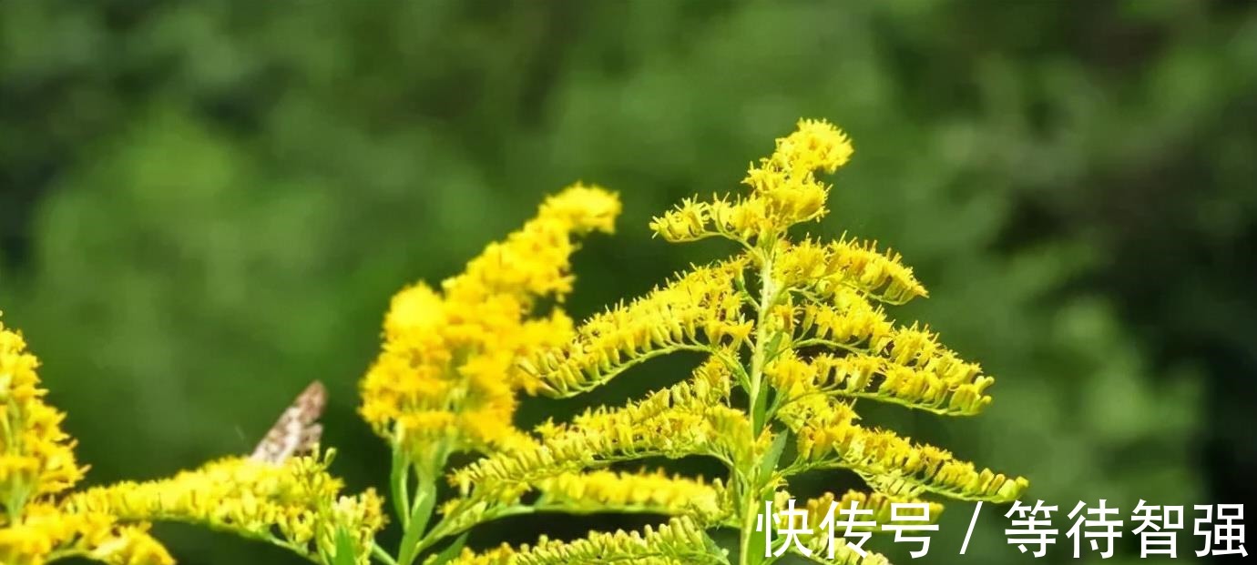 湖北发现“生态杀手”,加拿大一枝黄花耐旱,为何不在沙漠种植