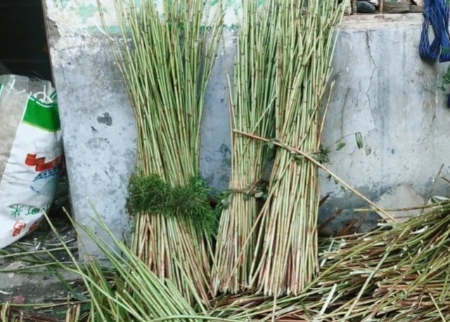 白粉条|长在路边的植物,茎里藏着“白粉条”,剥出来一斤能卖五六十块钱