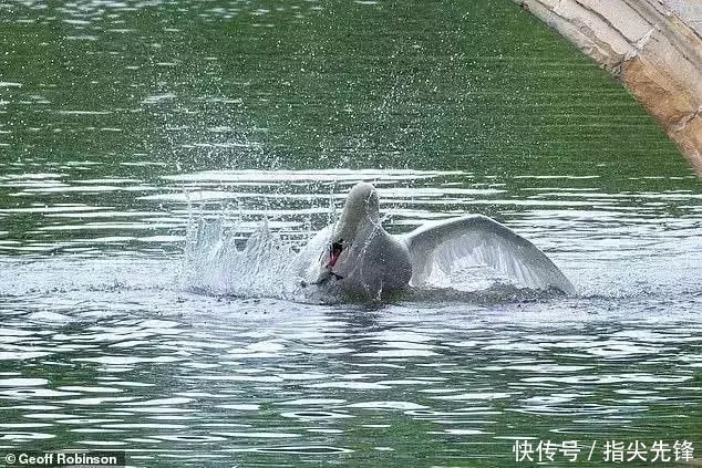 剑桥|剑桥“水怪”!揍人打狗未逢敌手?这么嚣张居然是女王给ta撑腰