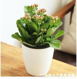 大忌|家中养花不要瞎眼！这6种花旺财又养人，而这2种花是大忌！