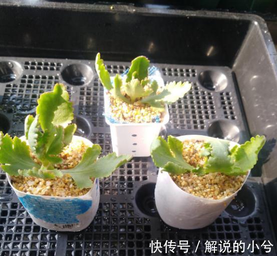 长寿花扦插,学他这样做,1盆能变50盆