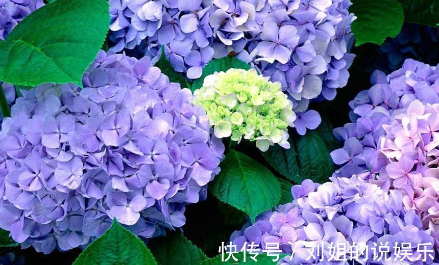 如果你对绣球花情有独钟，那你得看看这些养护秘籍