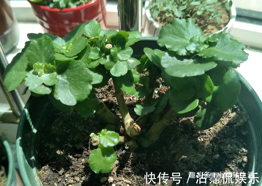花芽|长寿花有2怕,8月要做这件事,做好了枝繁叶茂,花开不断