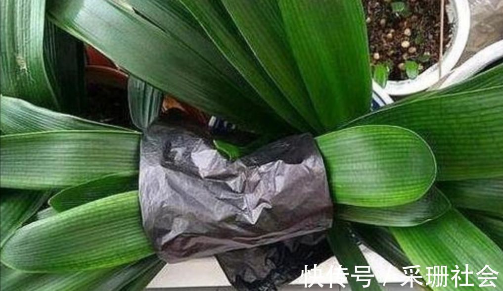 养君子兰不开花？教你2个“小绝招”，很快长出花箭