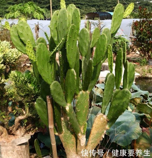 成活率|秋季,用无根仙人掌嫁接令箭荷花,这么做对四点,成活率100%!