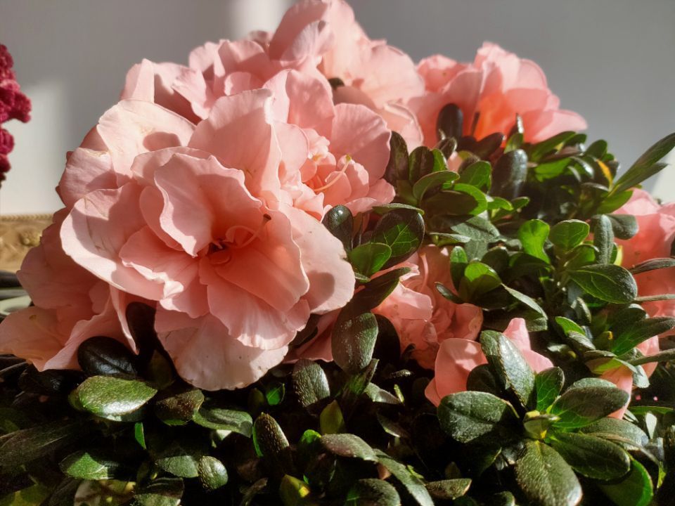 冬季养护杜鹃花,做好4个小“细节”,株型美观,花朵成簇