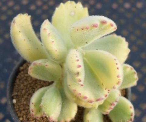 顺利|养多肉植物一个小技巧,长得壮状态好,而且还能顺利开花