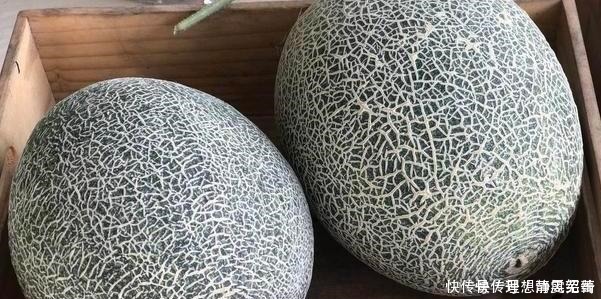 在购买哈密瓜时,聪明人必须一个一个地选择,香甜可口是多汁的