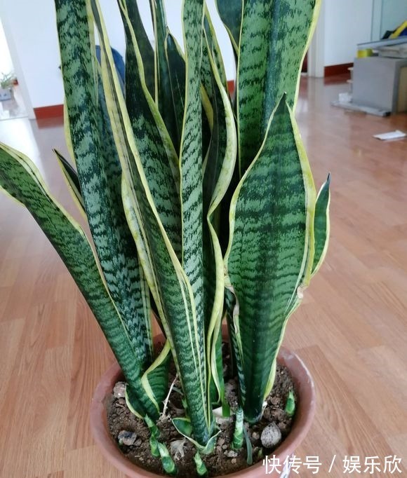 虎皮兰不难养，盆内7天浇次“生长水”，根旺，叶子疯长油绿