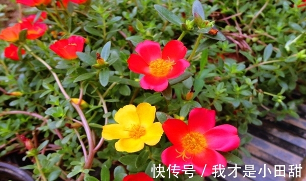 养花试试这几款,浇水过多容易腐烂,必须确保合理的通风