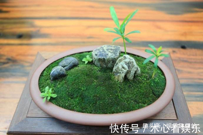 盆栽|房间的盆栽太单调挖点青苔做铺垫，直接养成令人陶醉的微观盆景
