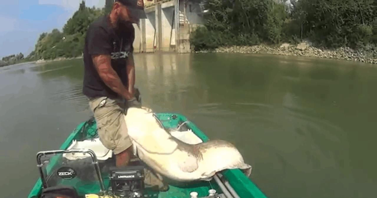 男子湖中钓起250斤重的巨型塘鲺, 拖起细看后果断放生