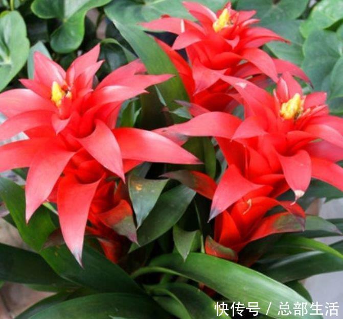 家里就养4种花,要型有型,要香有香,阳台开花变温馨小花园