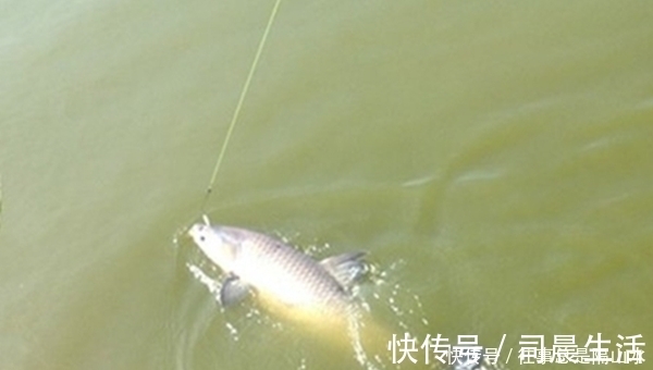 太空豆|矶竿滑漂远投夏季钓大鱼,要钓远钓深,这种钓法助你大鱼连竿