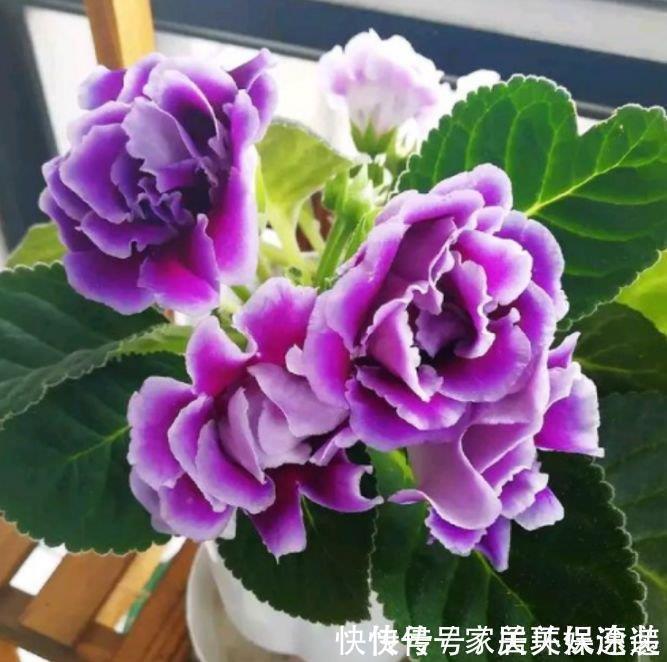 家里必养此款花卉，耐寒易打理，花美色艳，养在阳台极美了