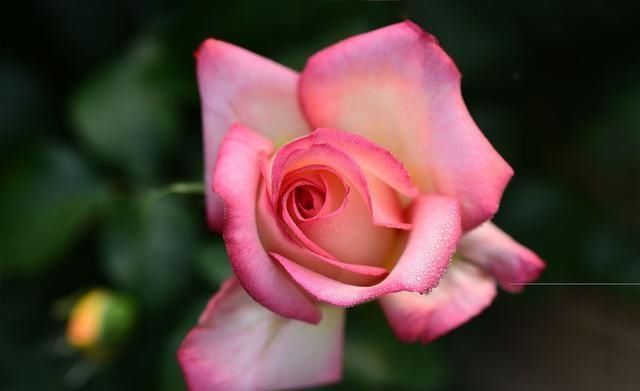 复合肥|夏天养月季不能施肥别搞错，会错失好几拨花开