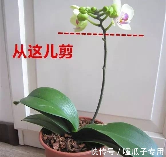 做对了这几件事,蝴蝶兰能养100年