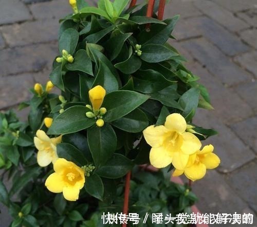 花香|家中养此花,空气清新家人健康,有阳台的一定要看看!