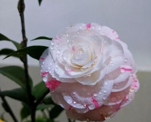 养十八学士茶花,花苞越多越好?做错了开花小,来年变成空盆