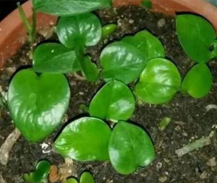 花“不旺、不绿”,浇点这种水,很快就能长爆盆!