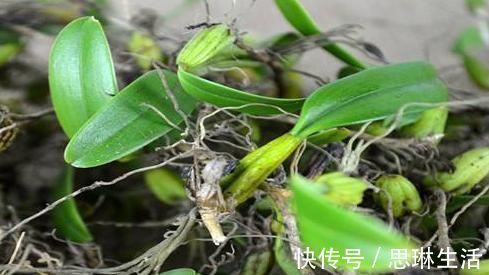 养阴润肺|立秋后,肺热咳嗽不止,常用此草煮水,养阴润肺,咳嗽不咳