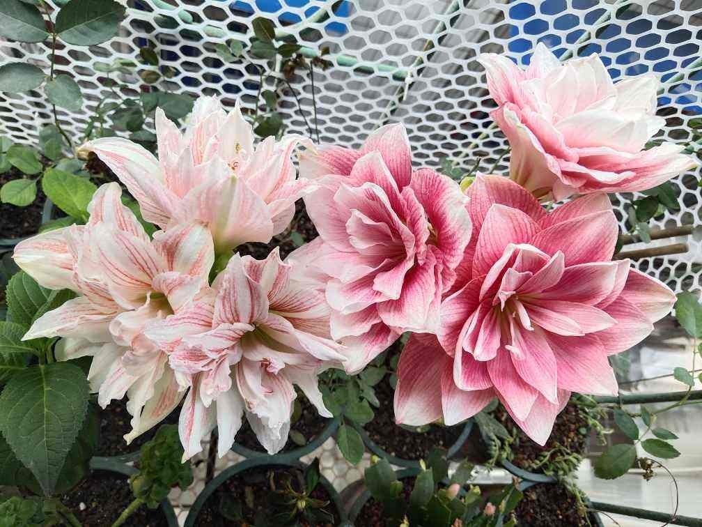 好兆头|天生“贵气命”的花,有钱人喜欢养,寓意好开花旺