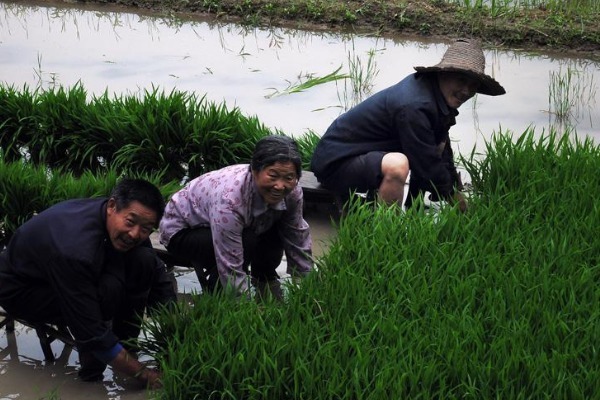 老祖宗说“进家之蛇不可打”,为何家里的蛇不能打,有何道理