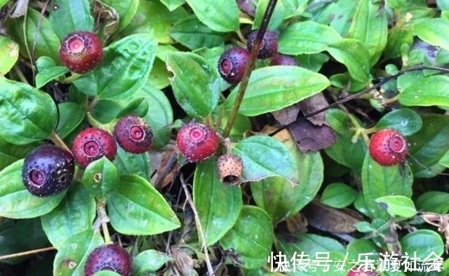 泡酒|农村这种野果,以前的人们拿来泡酒,其实它还是一种很好的药材