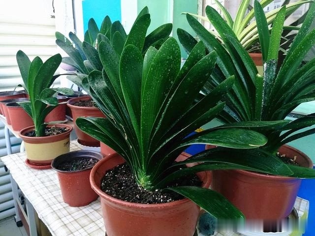 初秋给君子兰“换位置”,2种肥水轮着浇,君子兰叶片油亮爆花旺