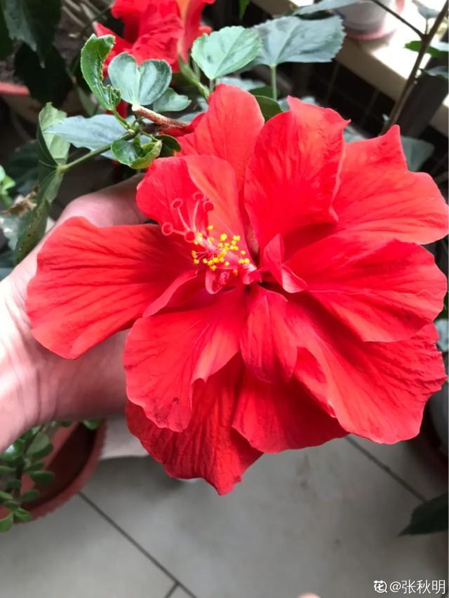 想要家里四季花开，这20种花，连续能开300天，完全不歇气