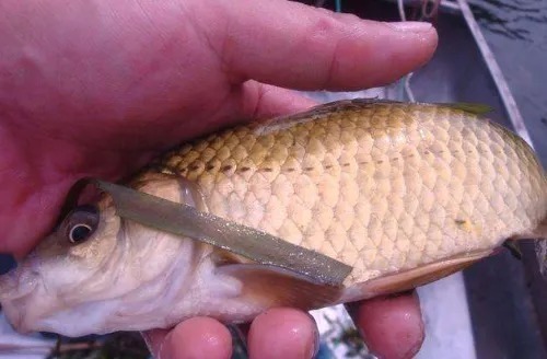 秋天户外钓鲫鱼,试试这些技巧,每次都是别人没口我连杆,莫不信