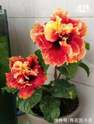 7种花很霸气,开花“脸盘大”,个个威武霸气,你养过几种?