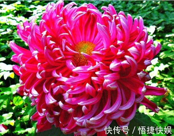 喜欢菊花,不如养盆“菊中精品”鸳鸯荷,似鸳鸯戏水,美丽大气