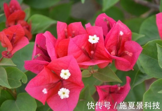 喜欢花卉,不如养盆“叶子花”,花色艳丽,多姿多彩,漂亮极了!