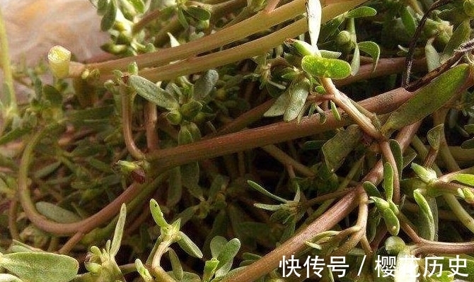农民朋友|农村常见一种野菜,农民常晒干吃别有风味,还能入药抑菌消炎